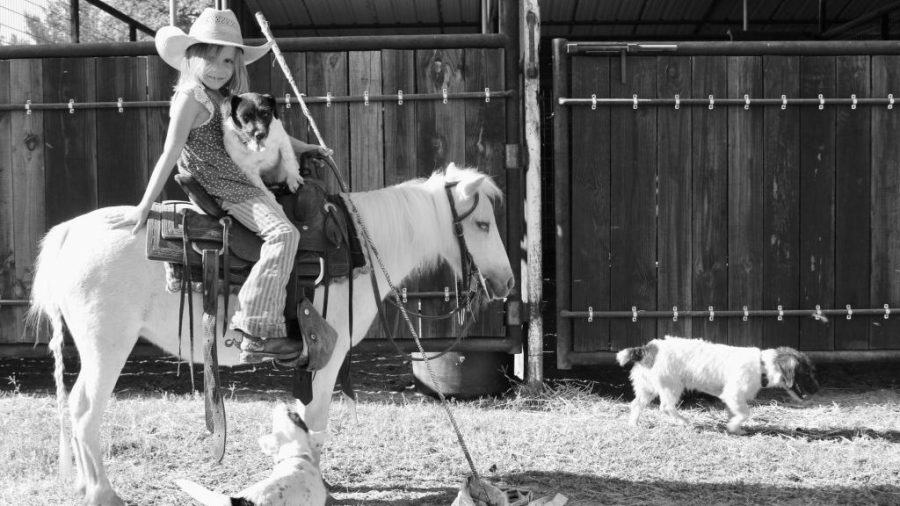 Bombproof kids horses