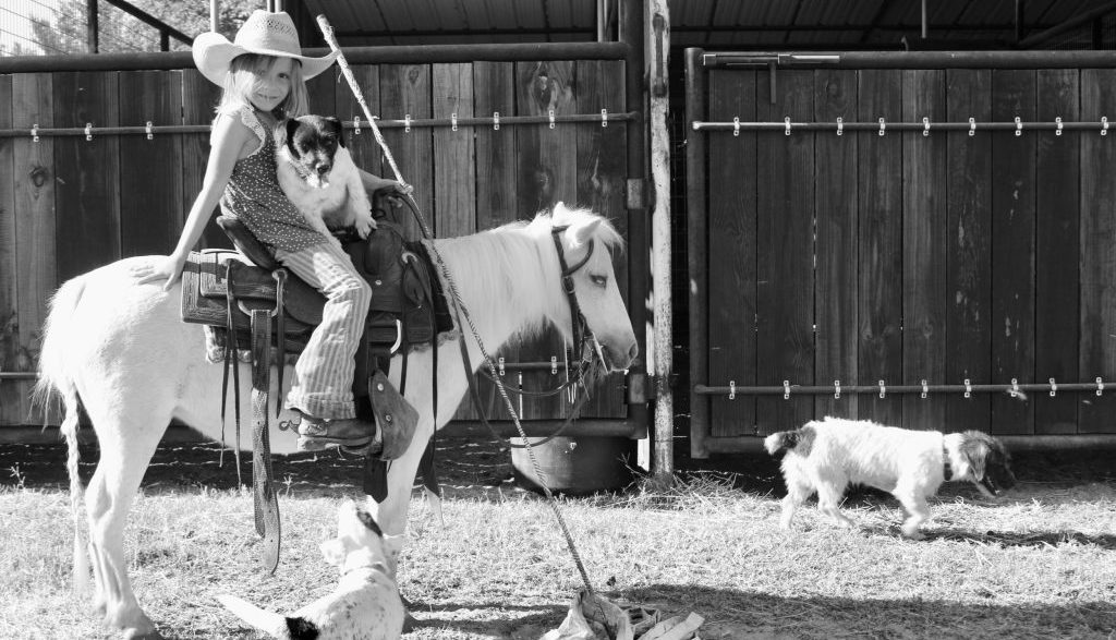 Bombproof kids horses