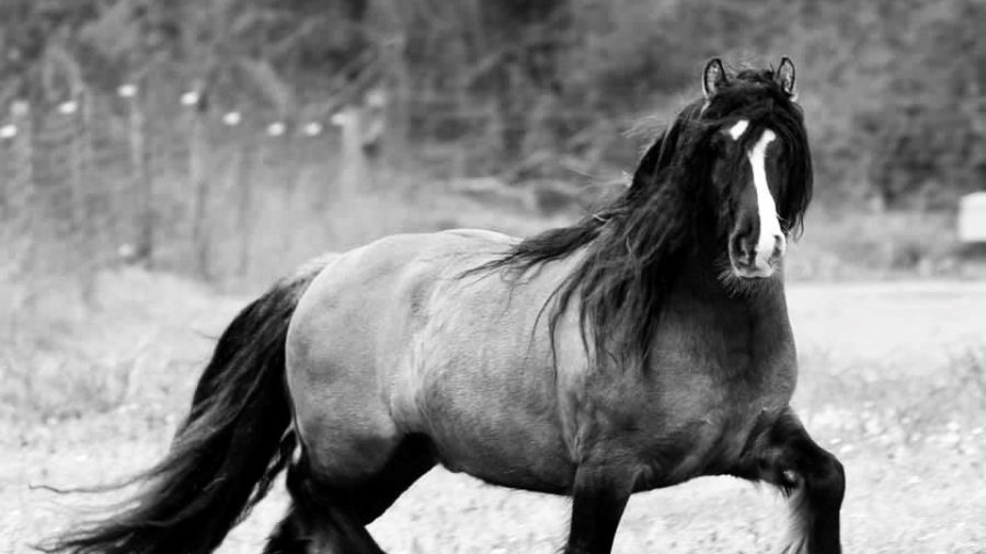 Gypsy Vanner trotting