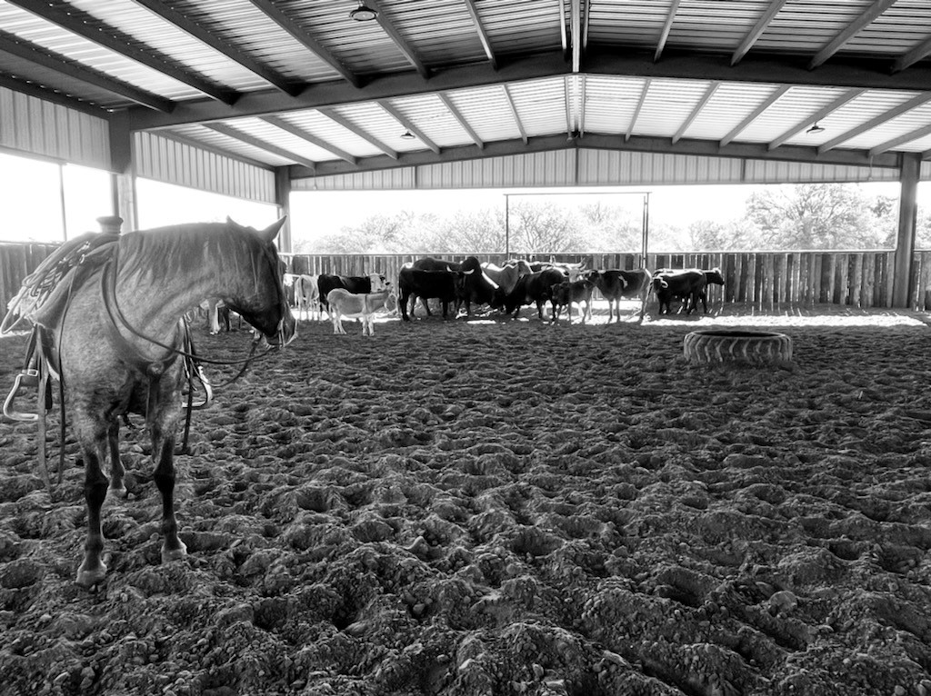 Horse looking back at cows inside an arena.