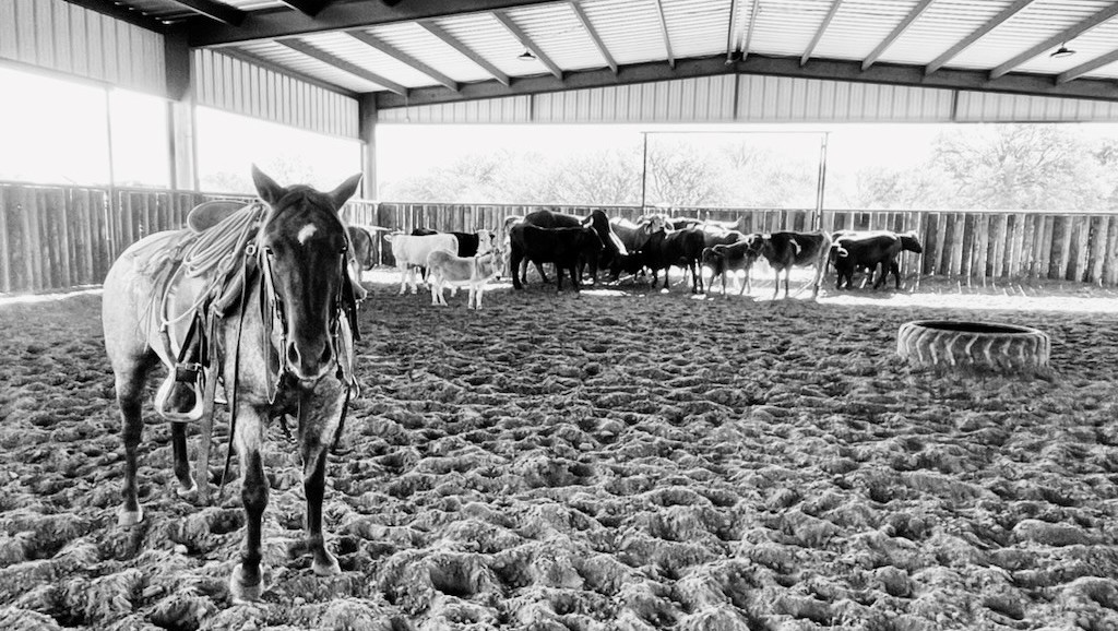 Horse in an arena with cows.