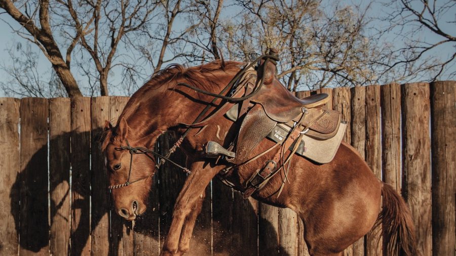 Colt bucking