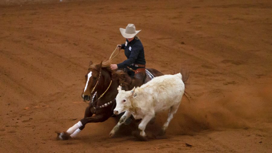 Kelsey Love Thomas circling a cow