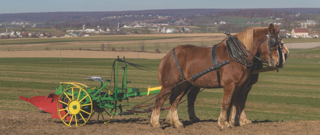 Writer and publisher Lynn Miller new book, The Harness Book, sings the praises of working the land with horses and the equipment used.
