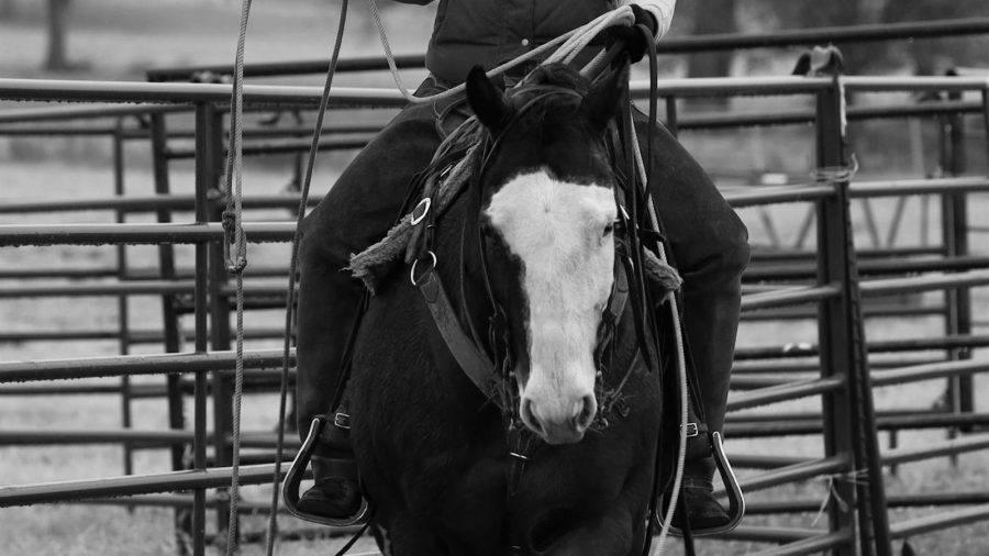 From pedigree to attitude, every horse has a non-fiction story for those skilled enough to take the time to read it.
