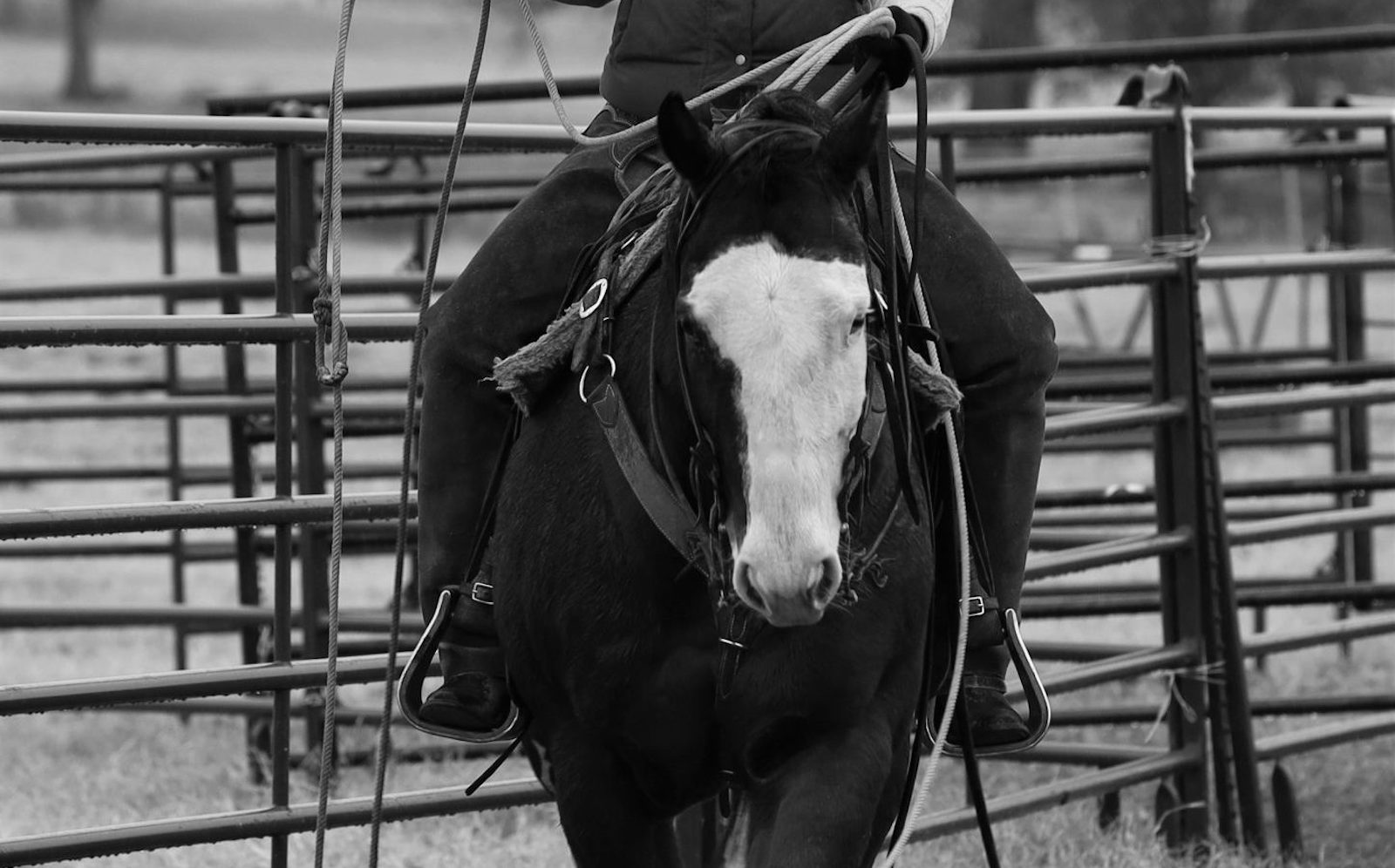 From pedigree to attitude, every horse has a non-fiction story for those skilled enough to take the time to read it.