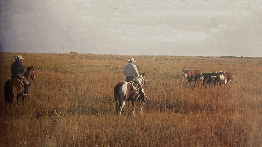 Like people, cattle sometimes have to be evicted. These cowboys have a special style of bovine relocation.