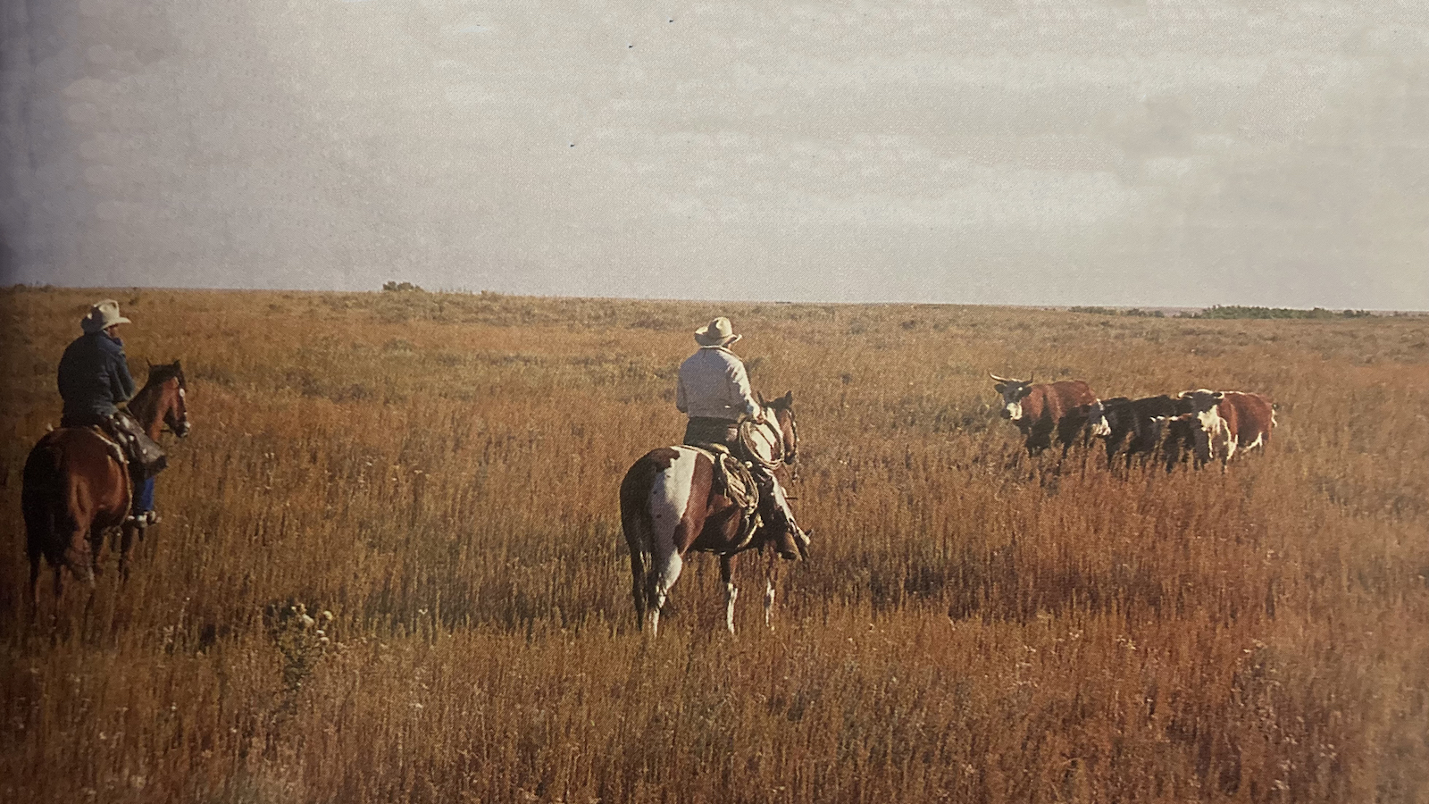 Like people, cattle sometimes have to be evicted. These cowboys have a special style of bovine relocation.