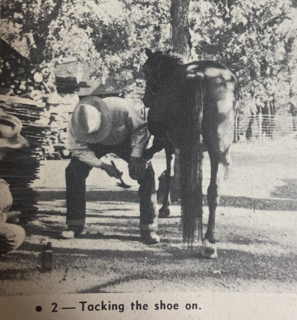 When I was buckarooing we did our own shoeing, and often tacked on the first shoes shortly after this ground work and the first good ride.
