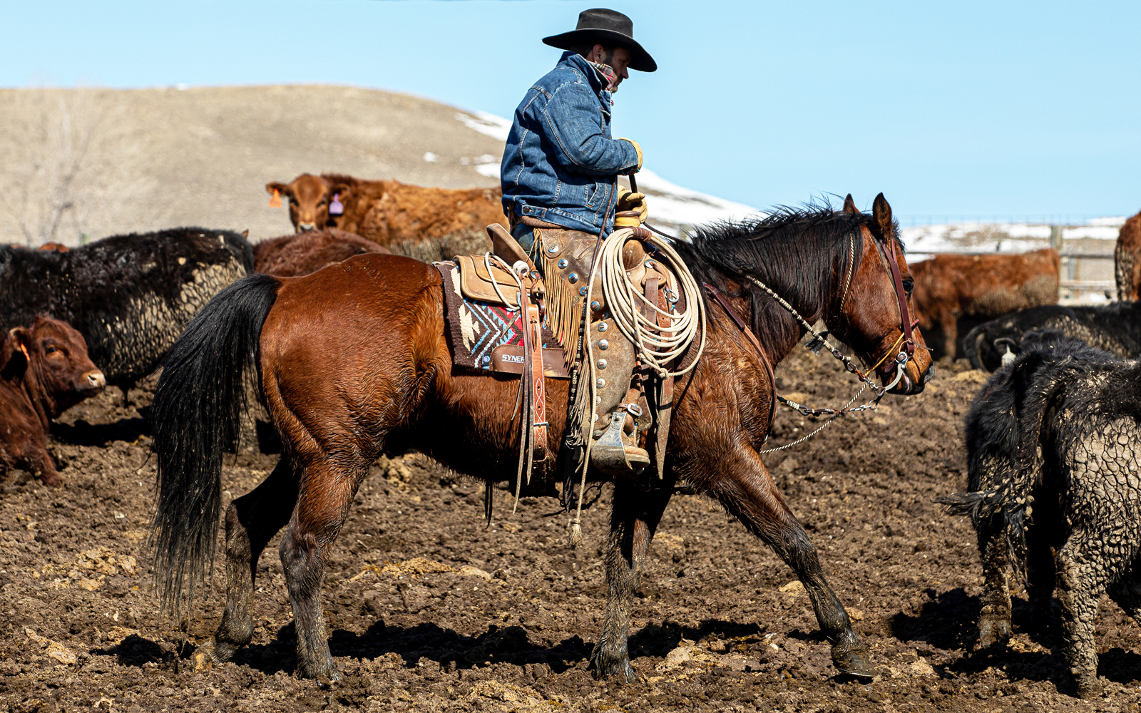 Cowboy Moving Cattle with Synergy Saddle Pad