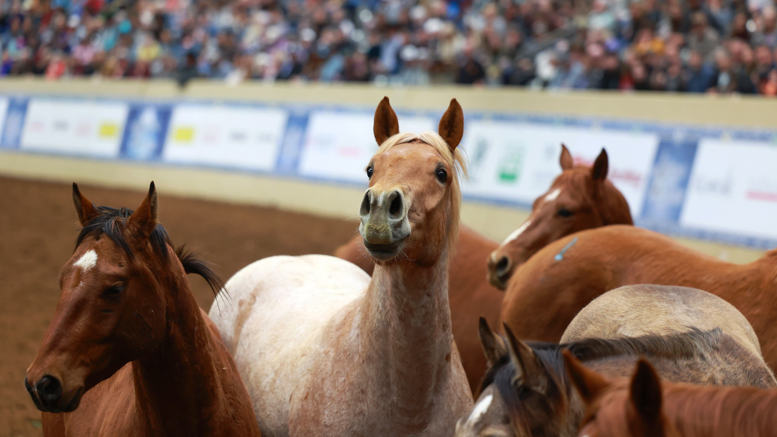 Road to the Horse 2023 6666 Ranch Colts