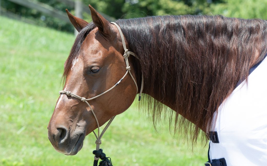 Weaver Halter