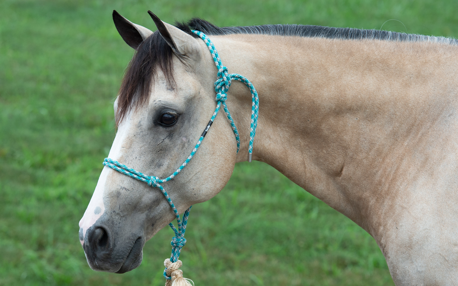 Horse with Weaver halter