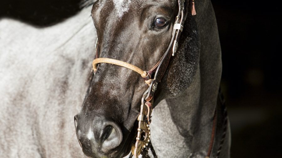 When it comes to buying a horse, there are many methods to choose from: classifieds, one-on-one sales, online sales and live sales