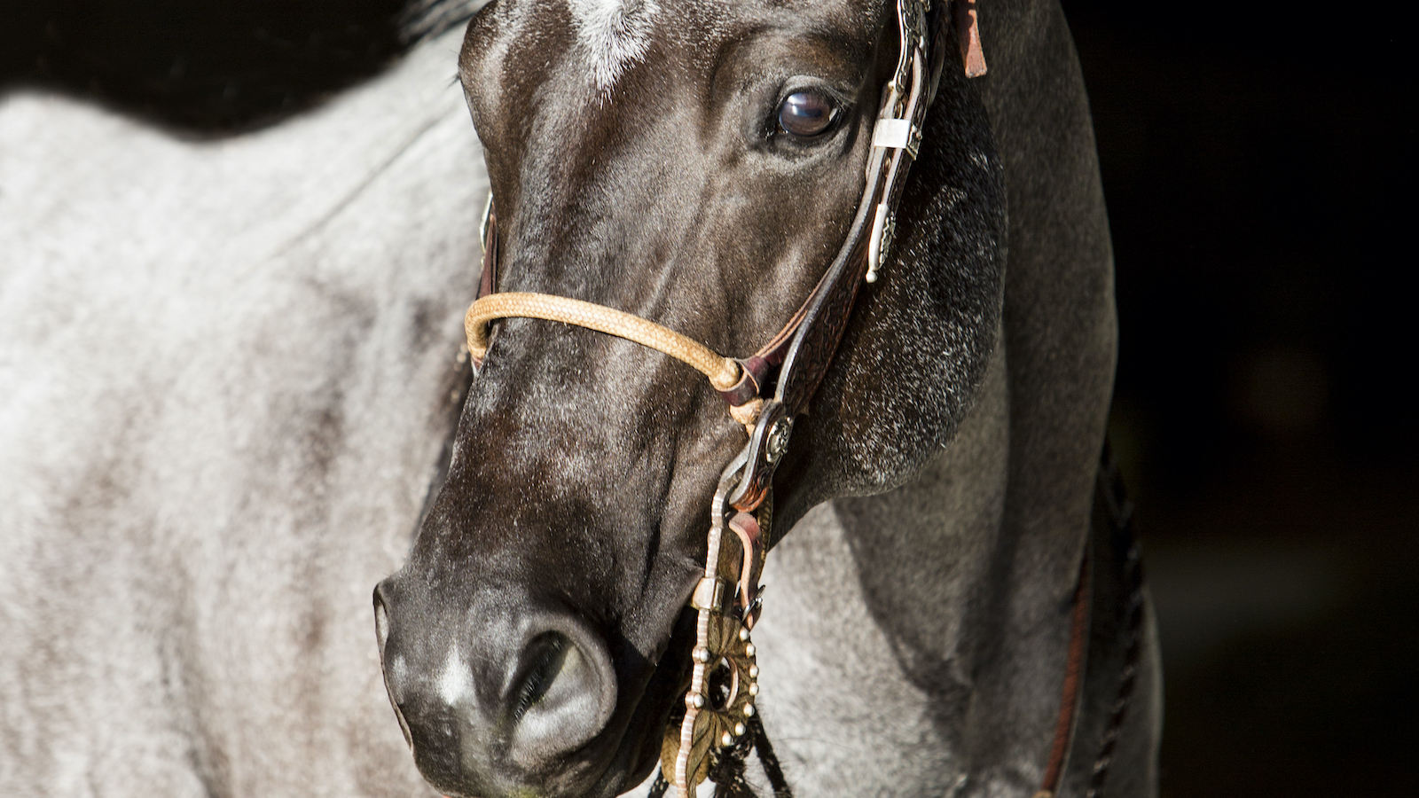 When it comes to buying a horse, there are many methods to choose from: classifieds, one-on-one sales, online sales and live sales