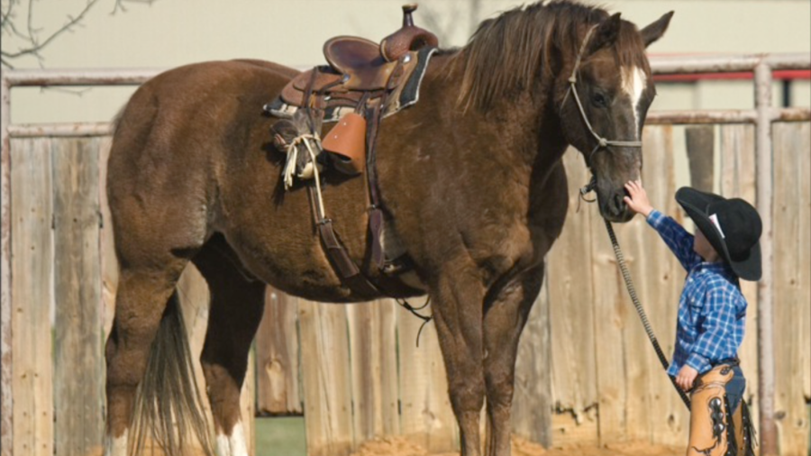 Selecting the right children's horse is the first step in encouraging young riders, according to Chris Cox.