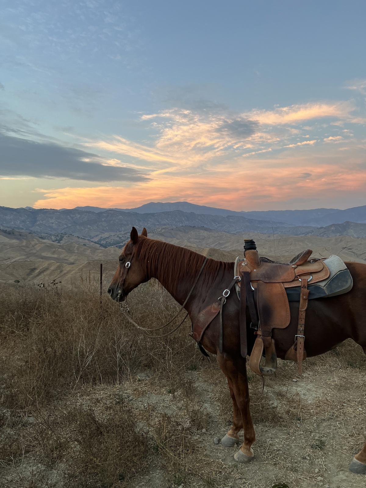 horse waiting watching the sunset