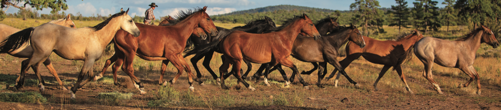 Northern Arizona’s iconic O RO Ranch has a reputation for producing generations of tough horses, cattle and cowboys. 