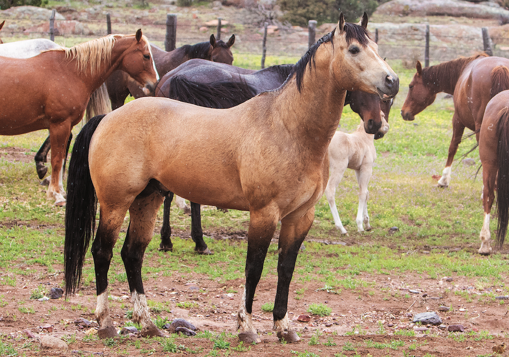 Northern Arizona’s iconic O RO Ranch has a reputation for producing generations of tough horses, cattle and cowboys. 