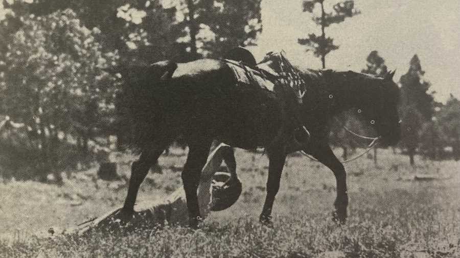 Rex was wild - an independent thinking and acting movie horse that became known as the King of the Wild Horses.