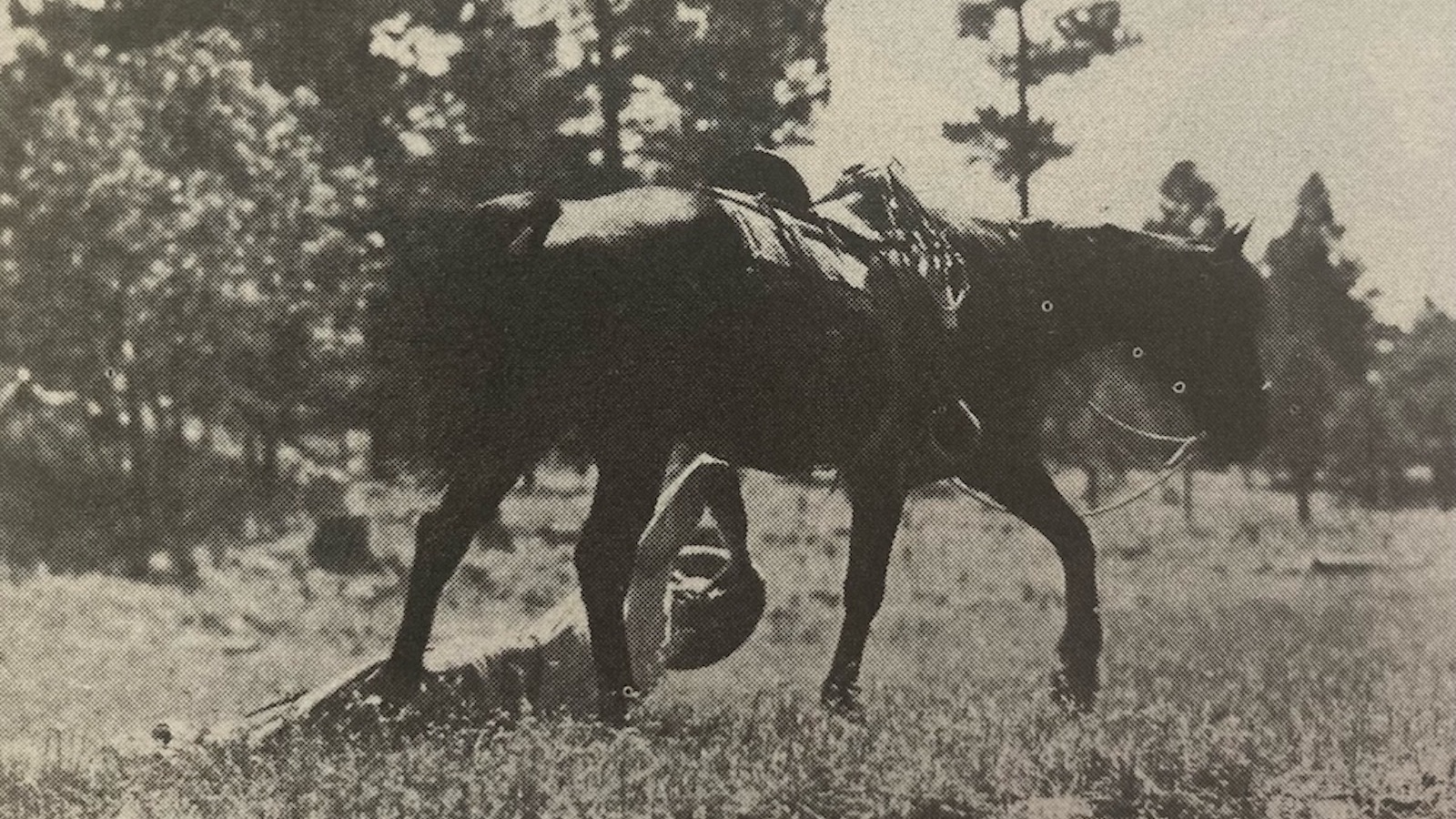 Rex was wild - an independent thinking and acting movie horse that became known as the King of the Wild Horses.