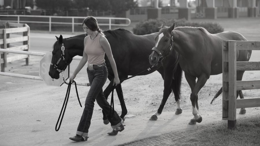 A girl leads two horses on a pathway.