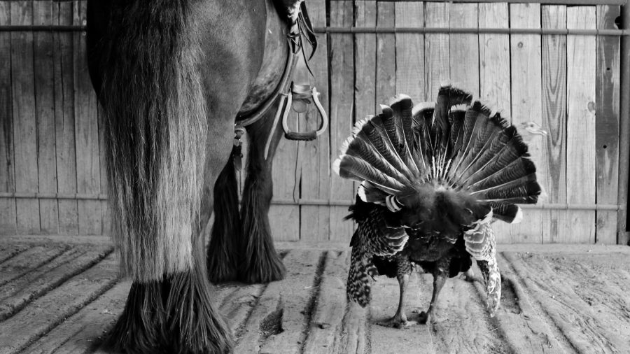 A well maintained horse's tail that is trimmed shorter.