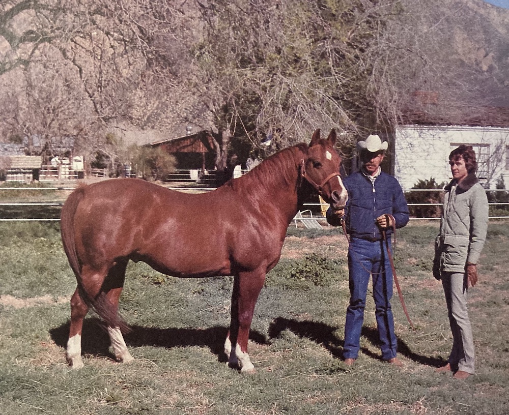 Doc Bar is a legendary AQHA stallion. He shined in the halter arena, but is best known for his prowess in cutting.