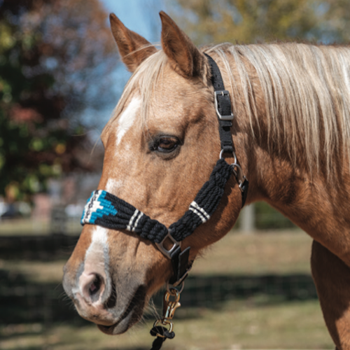 Find just the right gift for everyone on your holiday list in our curated Western Horseman gift guide. Happy Cowboy Christmas!