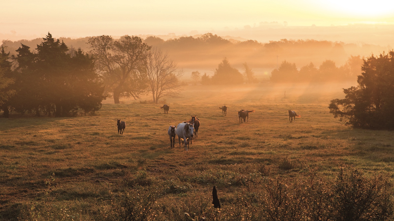 Cross Spur Quarter Horses started to simply fill the need for reliable horses. Now, its program has grown and become a fixture in Missouri.