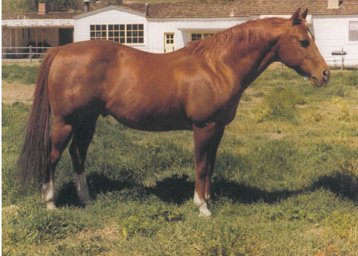 One of the most prolific sires of the cutting horse industry, Doc Bar, comes from an impressive line of champions.