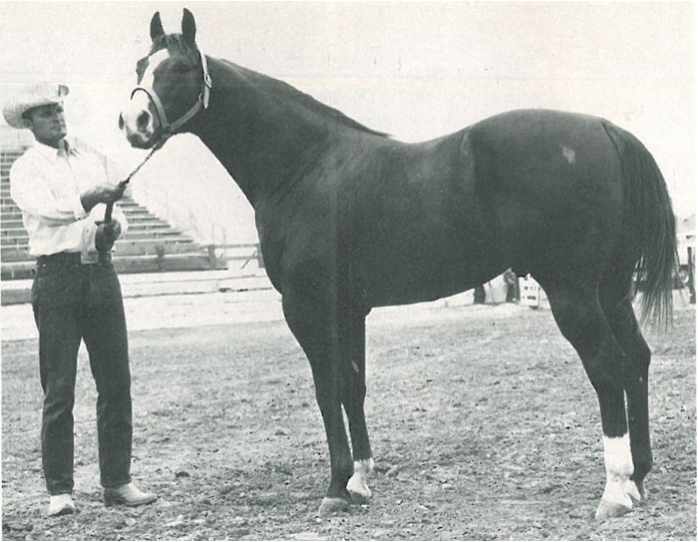 One of the most prolific sires of the cutting horse industry, Doc Bar, comes from an impressive line of champions.