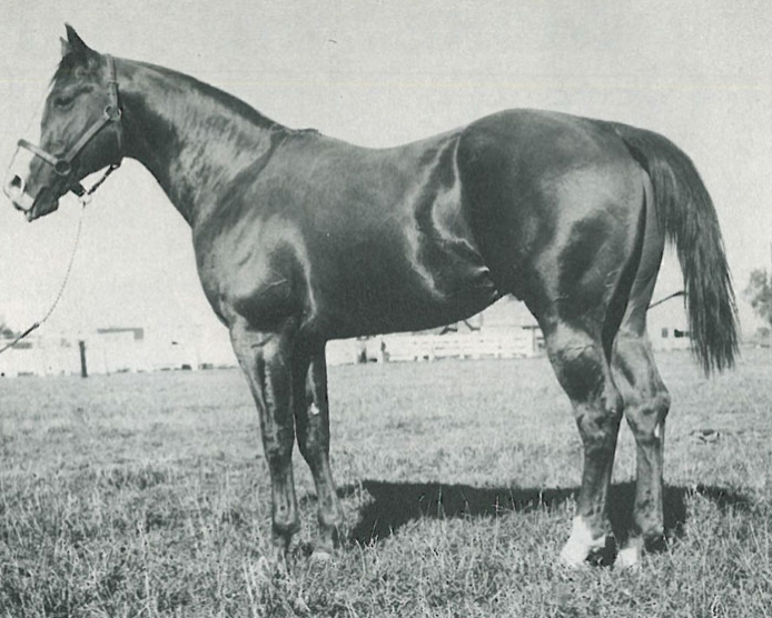 One of the most prolific sires of the cutting horse industry, Doc Bar, comes from an impressive line of champions.