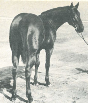 Known as the "Iron Horse," Clabber not only passed along his speed and durability to his offspring but his true grit and competitive spirit.