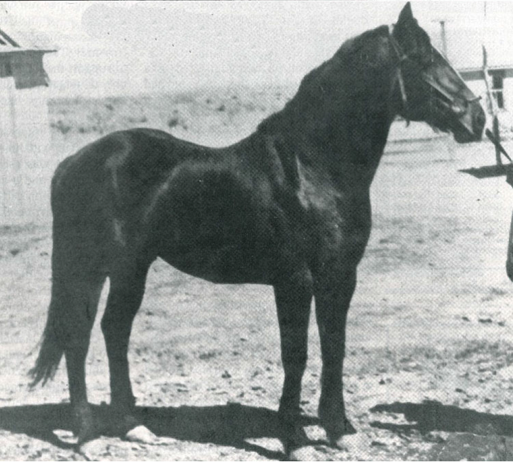 One of the best-known sires of Quarter Horses, Joe Hancock, wasn't included in the first 20 foundation stallions.