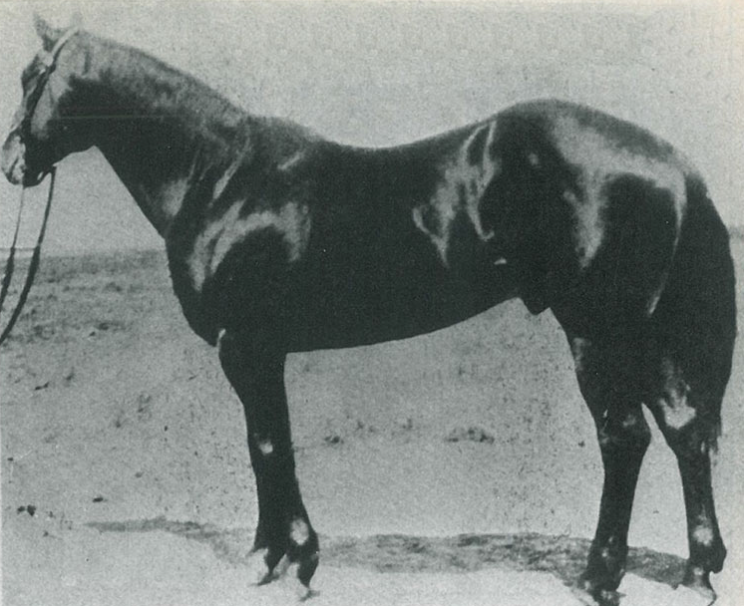 One of the best-known sires of Quarter Horses, Joe Hancock, wasn't included in the first 20 foundation stallions.