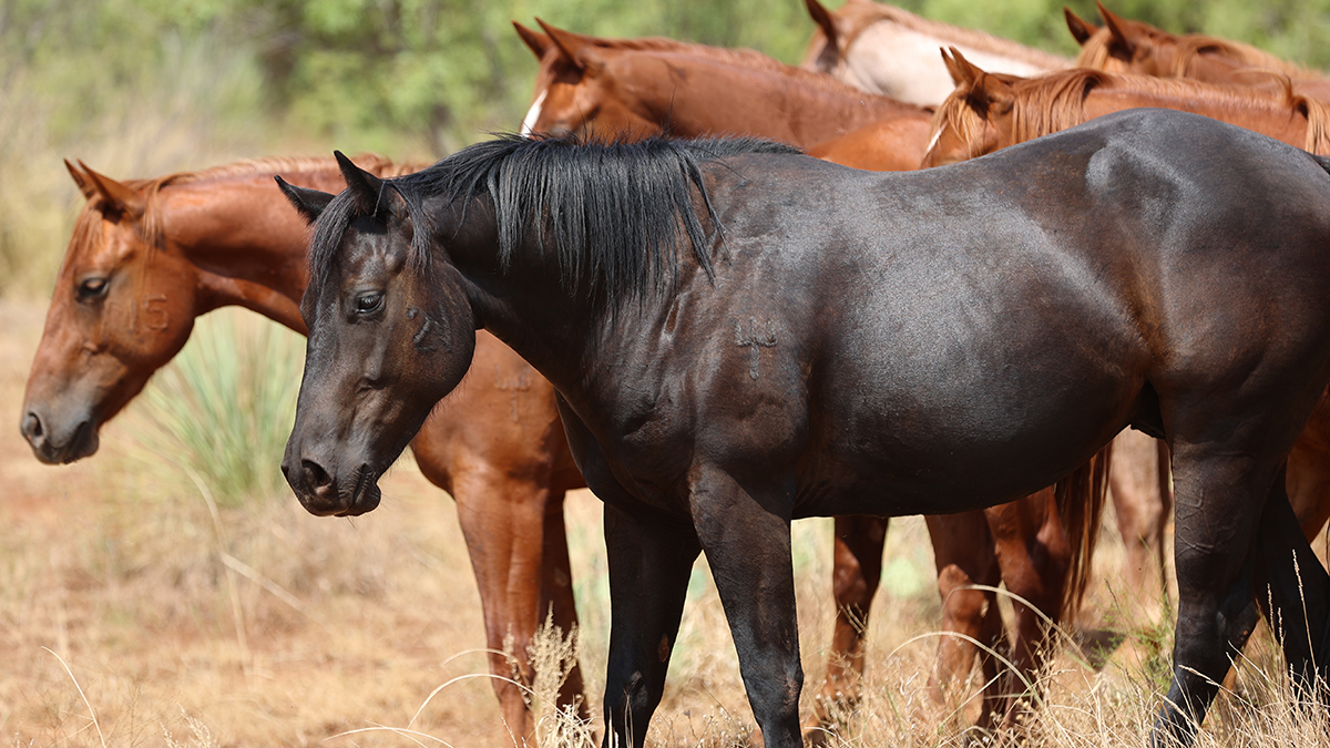 Road to the Horse is proud to welcome the Pitchfork Ranch as the 2024 remuda partner, bringing one of the largest remudas to the event.