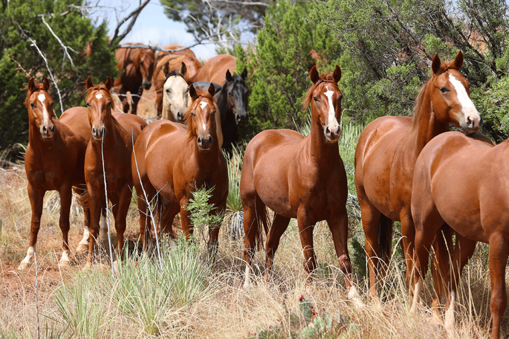Road to the Horse is proud to welcome the Pitchfork Ranch as the 2024 remuda partner, bringing one of the largest remudas to the event.