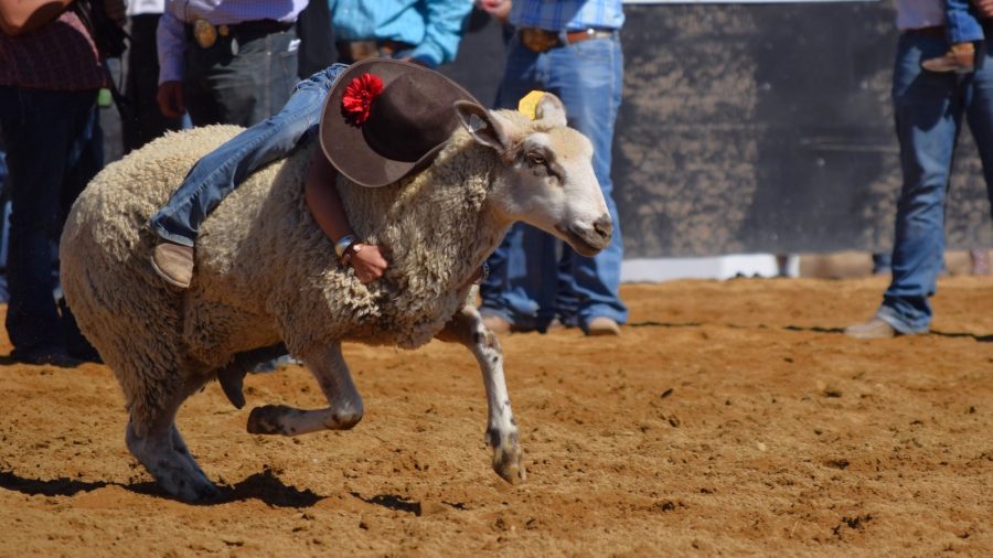 Mutton busting