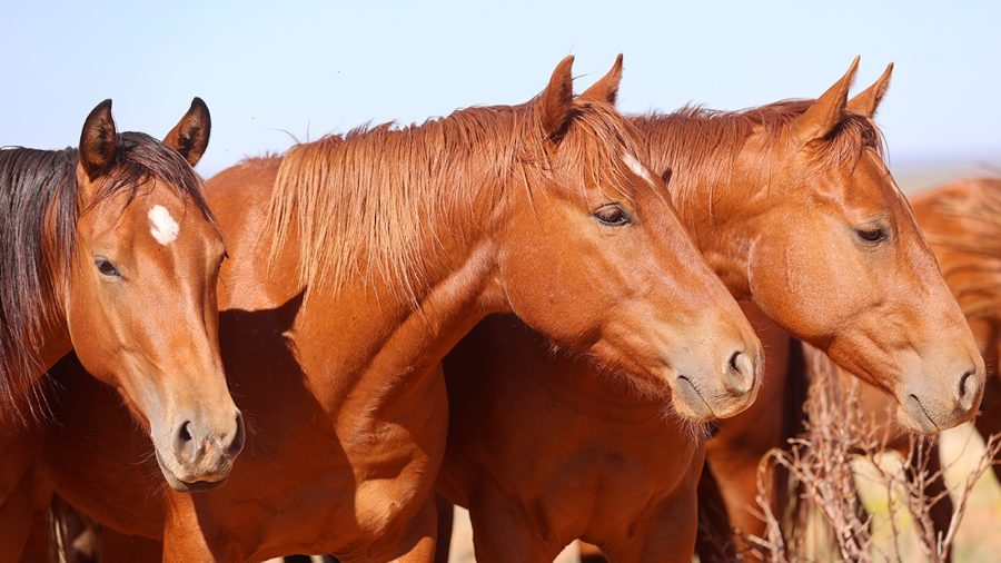 Road to the Horse will feature two remudas, one for the Wild Card Challenge and the other for the World Championship competition.