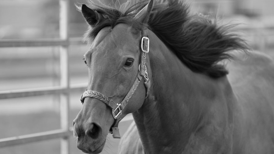 From color to shape, a horse's windows to the soul can be a real dealbreaker. A horse's eye plays a large part in how people think of him.