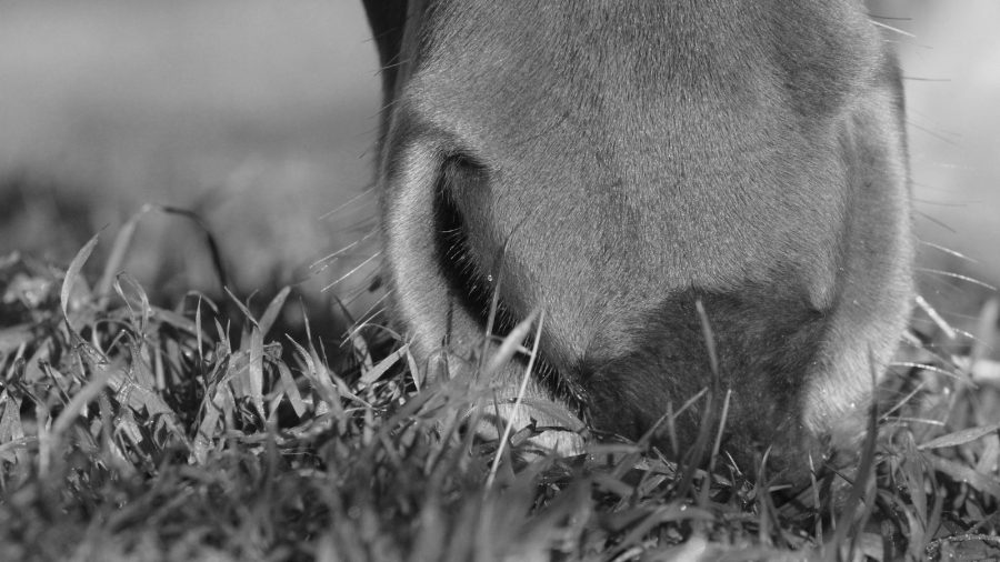 I’m always intrigued by the special, quirky little treats that people give their equine pals, such as bananas, watermelons and more!