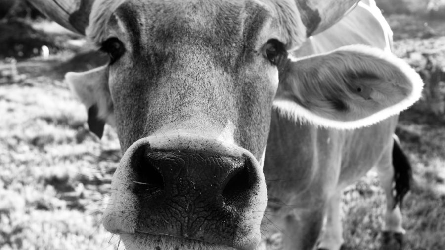 Horse people know there is no substitute for hours logged and hard work — but here are some "life hacks" to help solve any little problems.