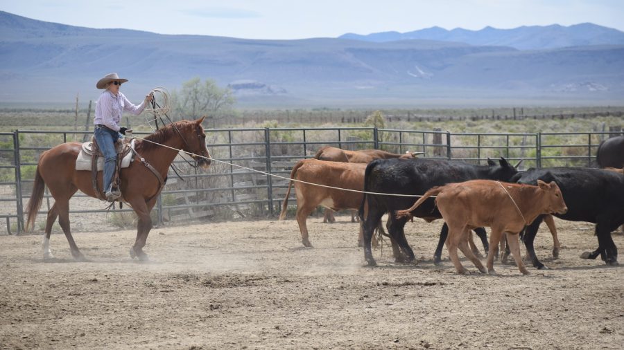 It’s no surprise that real Western women have real wisdom to share. Check out these cowgirl quotes from real Women of the West.