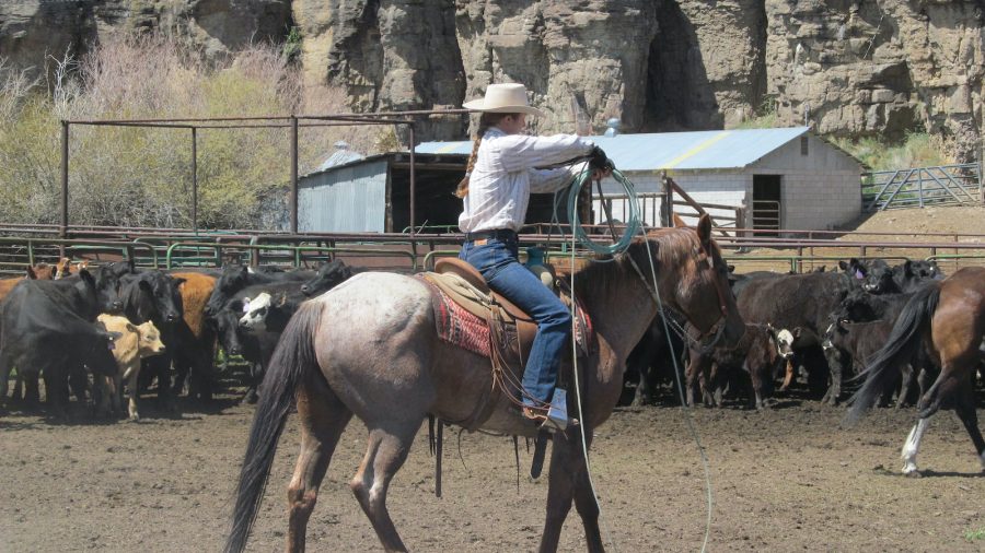 Here are some simple tips and tricks from a ranch wife that a cowgirl can use to be successful in her first ranch job.
