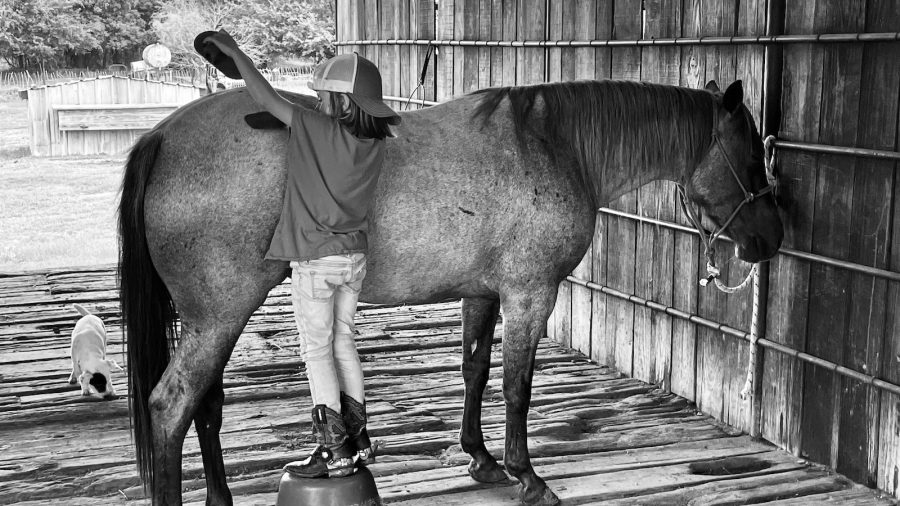 From future plans to timelines and goals, when shopping for a horse, there’s more to assess than just the price tag.