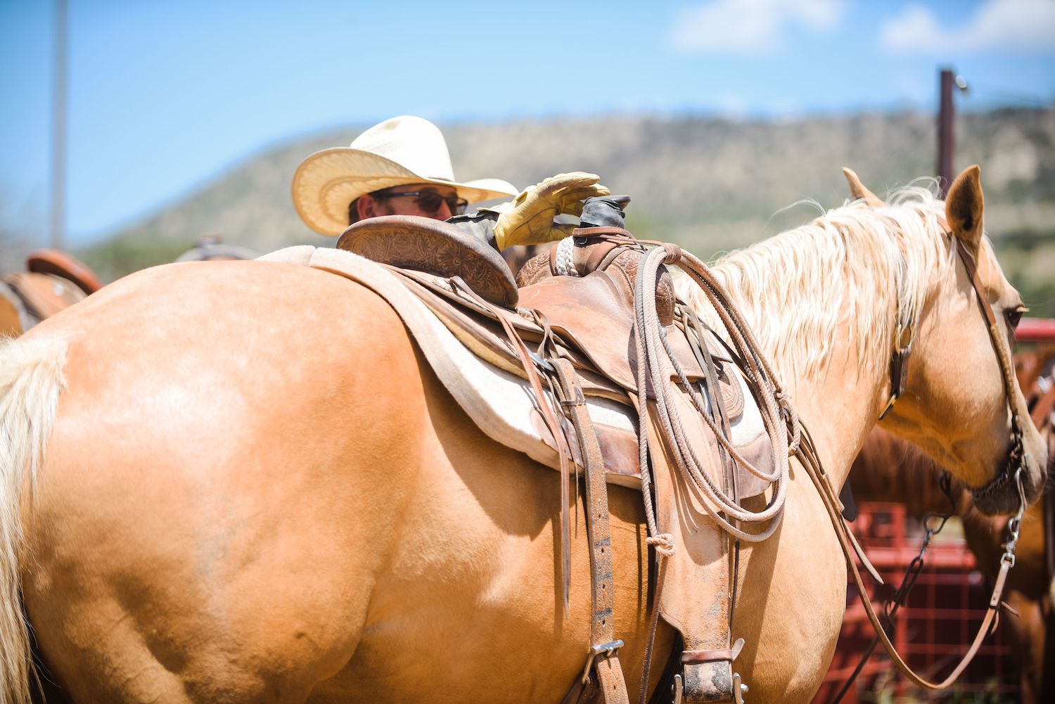 A horse stands tacked while a cowboy stands on the other side of the horse.