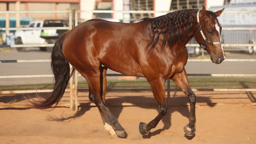 A horse with braids in it's hair runs in a pen.