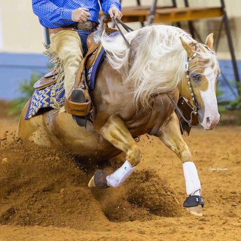 Get to know the top riders and horses from the NRHA, NCHA and NRCHA competing in the 2024 The American Performance Horseman teams.