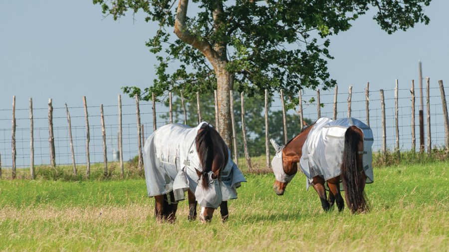 Two horses wear fly protection out in a pasture.